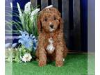 Cavapoo PUPPY FOR SALE ADN-783772 - Charlie