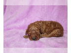 Goldendoodle (Miniature) PUPPY FOR SALE ADN-783774 - Mini Goldendoodle Puppies