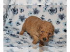 Goldendoodle (Miniature) PUPPY FOR SALE ADN-783777 - Mini Goldendoodle Puppies