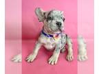 French Bulldog PUPPY FOR SALE ADN-783783 - LILAC TRI MERLE
