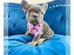 French Bulldog PUPPY FOR SALE ADN-783800 - LILAC TAN LOVEBUG
