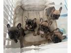 French Bulldog PUPPY FOR SALE ADN-783806 - Puppy frenchies for sale