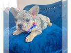 French Bulldog PUPPY FOR SALE ADN-783811 - LILAC TRI MERLE