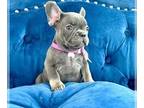 French Bulldog PUPPY FOR SALE ADN-783813 - LILAC TAN LOVEBUG