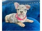 French Bulldog PUPPY FOR SALE ADN-783815 - LILAC MERLE PRINCESS