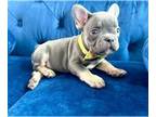 French Bulldog PUPPY FOR SALE ADN-783816 - LILAC TAN FEMALE