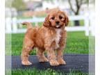 Cavapoo PUPPY FOR SALE ADN-783818 - Rosie