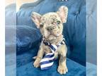 French Bulldog PUPPY FOR SALE ADN-783819 - TRI MERLE BABY BOY