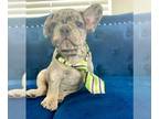 French Bulldog PUPPY FOR SALE ADN-783820 - ADORABLE MERLE PRINCE
