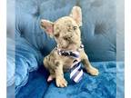 French Bulldog PUPPY FOR SALE ADN-783830 - TRI MERLE BABY BOY