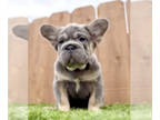 French Bulldog PUPPY FOR SALE ADN-783841 - BIG ROPE VISUAL FLUFFY