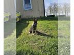 German Shepherd Dog PUPPY FOR SALE ADN-783861 - Akc German shepherd