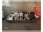Sheepadoodle PUPPY FOR SALE ADN-783867 - Sheepadoodle Pups Wenatchee