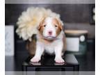 Border Collie PUPPY FOR SALE ADN-783869 - Kent Gold and White Male Border Collie
