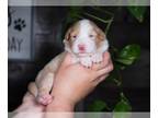 Border Collie PUPPY FOR SALE ADN-783870 - Austin Gold and White Male Border