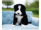 Border Collie PUPPY FOR SALE ADN-783871 - Strudel Black and White Male Border