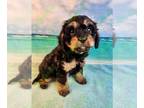Cavapoo PUPPY FOR SALE ADN-783872 - Oliver Black and Tan Male