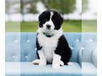 Border Collie PUPPY FOR SALE ADN-783873 - Benedict Black and White Male Border