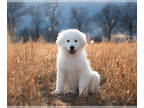 Maremma Sheepdog PUPPY FOR SALE ADN-783876 - Conch Male Maremma Sheepdog Puppy