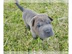 Cocker-Pei PUPPY FOR SALE ADN-783879 - Mini hippo