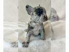 French Bulldog PUPPY FOR SALE ADN-783890 - Adorable French Bulldog Puppies