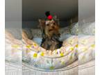 Yorkshire Terrier PUPPY FOR SALE ADN-783896 - Girl Teacup Yorkie