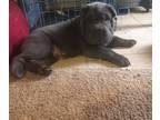 Cocker-Pei PUPPY FOR SALE ADN-783897 - Mini hippo