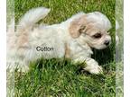 Zuchon PUPPY FOR SALE ADN-783898 - Mariahs babies