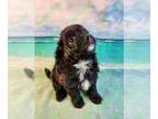 Poovanese PUPPY FOR SALE ADN-783900 - Tux Black Male