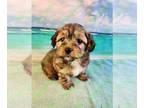 Poovanese PUPPY FOR SALE ADN-783903 - Toby Gold Sable Male