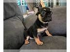 French Bulldog PUPPY FOR SALE ADN-783920 - Black and tan