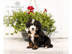 Bernedoodle (Miniature) PUPPY FOR SALE ADN-783921 - Mini Bernedoodle