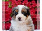 Aussiedoodle Miniature PUPPY FOR SALE ADN-783934 - f1 Mini Aussiedoodle