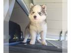 Siberian Husky PUPPY FOR SALE ADN-783944 - Agouti akc siberian Huskies