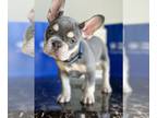 French Bulldog PUPPY FOR SALE ADN-783948 - AKC French Bulldogs