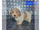 Poovanese PUPPY FOR SALE ADN-783956 - Havapoo puppies