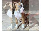 Boxer DOG FOR ADOPTION ADN-783907 - Boxer pups