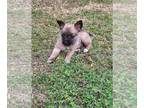 Chorkie DOG FOR ADOPTION ADN-783865 - Chorkie pup