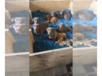 Australian Cattle Dog-Labrador Retriever Mix DOG FOR ADOPTION ADN-783132 -