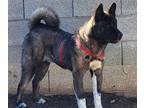 Akita DOG FOR ADOPTION ADN-783103 - American Male Akita