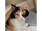 Adopt Dani (Mom) a Domestic Short Hair