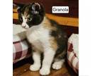 Adopt Granola a Domestic Short Hair