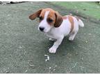 Adopt Mary Jane a Beagle, Dachshund