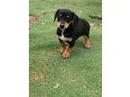 Adopt Baby Ruth a Dachshund, Beagle