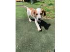 Adopt Godiva a Beagle, Dachshund