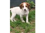 Adopt Twizzler a Beagle, Dachshund