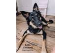 Adopt Raya a Shepherd, Collie