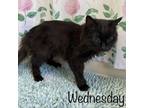 Adopt Wednesday a Domestic Long Hair