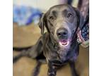 Adopt Clara bell a Labrador Retriever