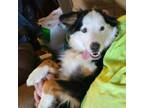 Adopt Sky a Australian Shepherd